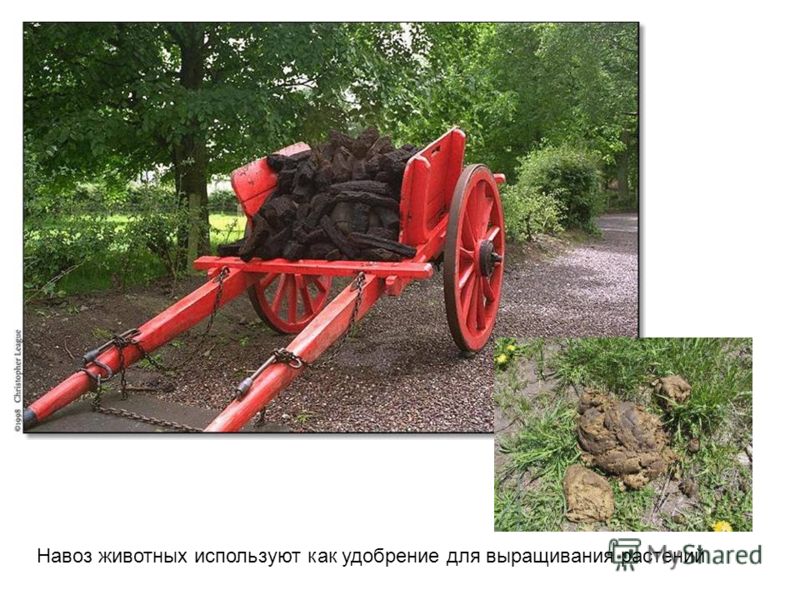 Цветы астра посадка и уход. Выращивание астр Как посадить огурцы по кукурузе - Саду рад!