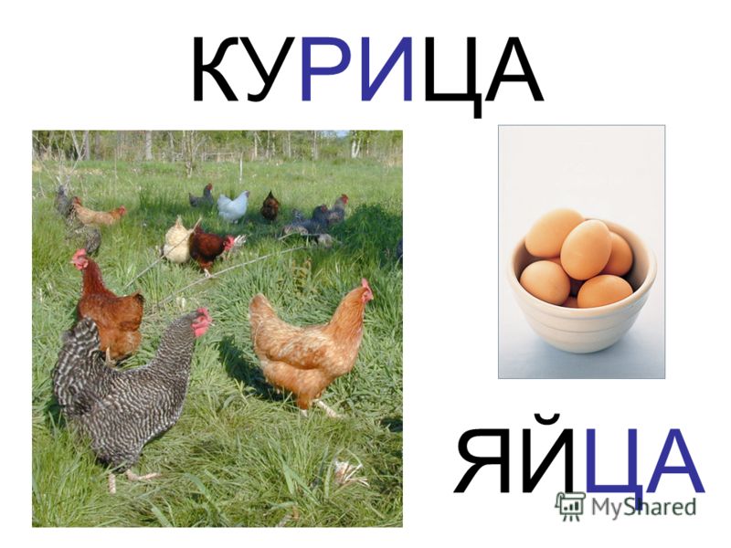 Молоко удобрение растений Молоко удобрение растений
