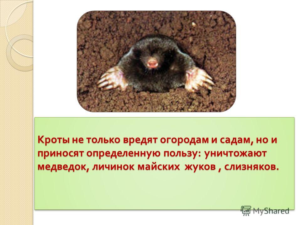 Кроты не только вредят огородам и Кроты не только вредят огородам и
