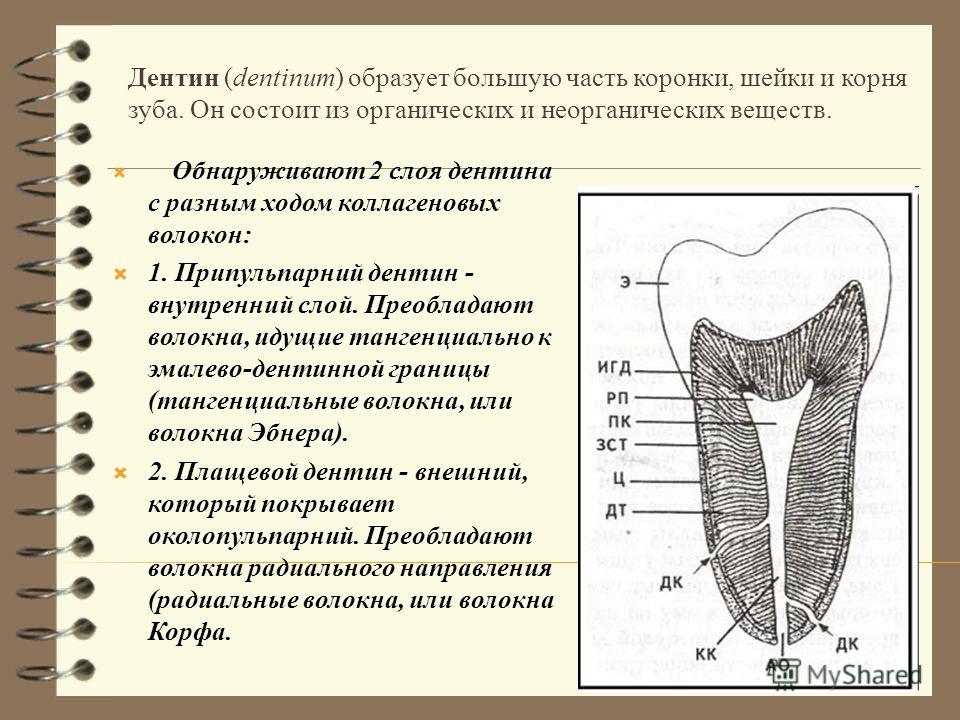 Цемент зуба строение цемента Цемент зуба строение цемента