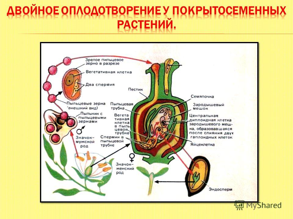 Планирование на лето во второй младшей группе по фгт: Последние новинки фильмов, музыки, игр, софта Математика 7 класс учебник