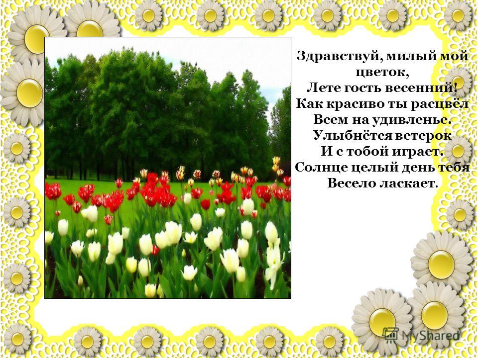 Примета расцвёл цветок Примета расцвёл цветок