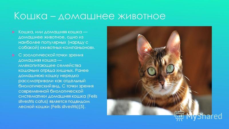 Кошка Фото Животного Домашняя Кошка Фото Животного Домашняя