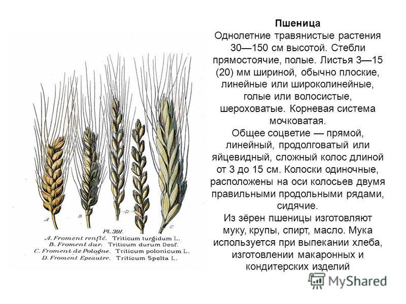 Лист Пшеницы Фото