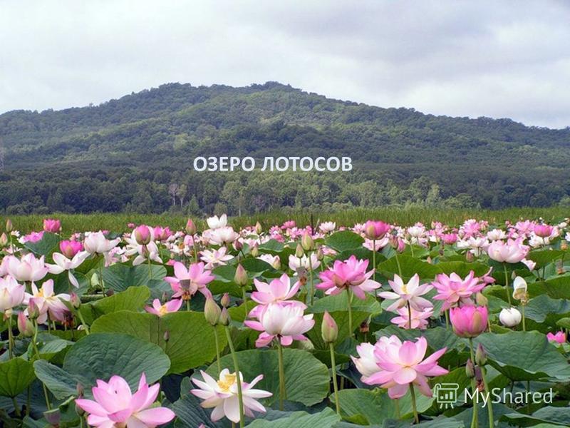 Озеро Лотосов Фиалка Фото