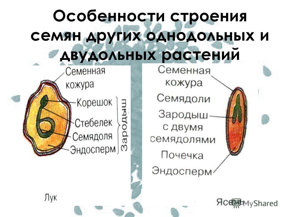 Семена строение семян и зародыша Семена строение семян и зародыша