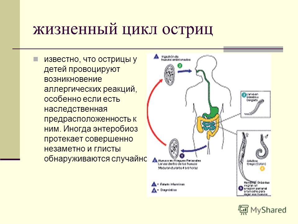 Лечение почек народными средствами при диабете