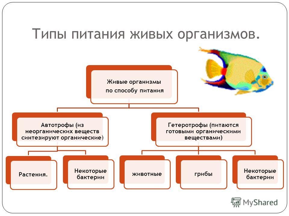 редька от паразитов редька от паразитов