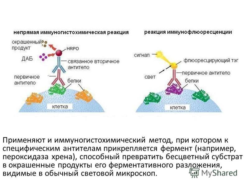 Pap метод иммуногистохимия схема