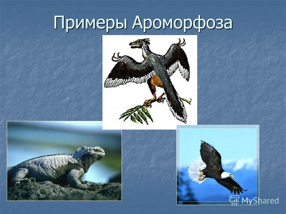 приспособления паразитов к жизни в организме хозяина приспособления паразитов к жизни в организме хозяина