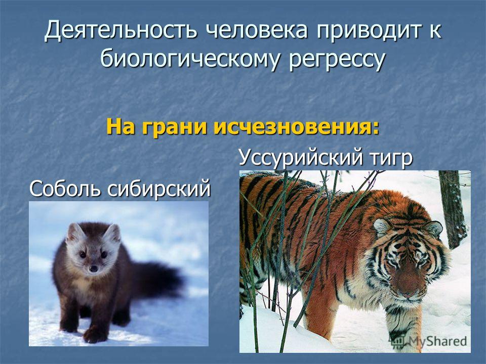 Примеры Ароморфозов у Животных и Растений