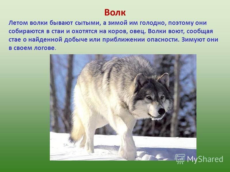 Волк Летом волки бывают сытыми, а зимой им голодно, поэтому они собираются в стаи и охотятся на коров, овец. Волки воют, сообщая стае о найденной добыче или приближении опасности. Зимуют они в своем логове.