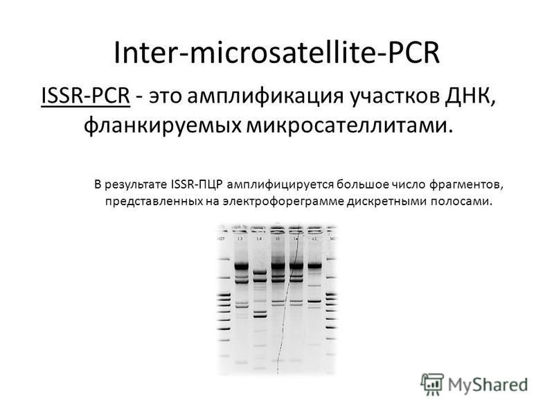 Inter-microsatellite-PCR ISSR-PCR - это амплификация участков ДНК, фланкируемых микро сателлитами. В результате ISSR-ПЦР амплифицируется большое число фрагментов, представленных на электрофореграмме дискретными полосами.