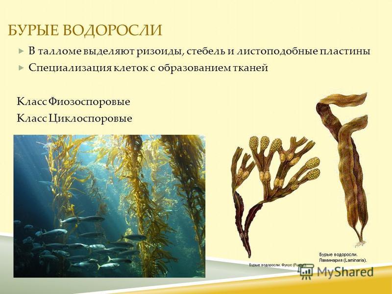 Три примера бурых водорослей Ламинария это какая водоросль CoffMachines.ru
