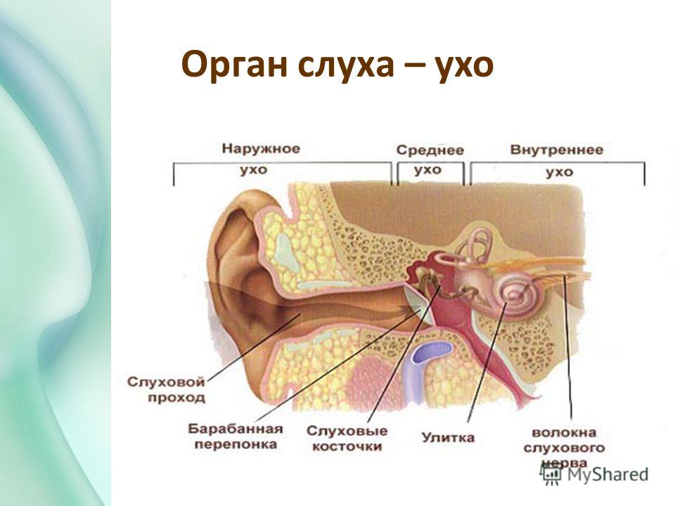 Презентация орган слуха 2 класс