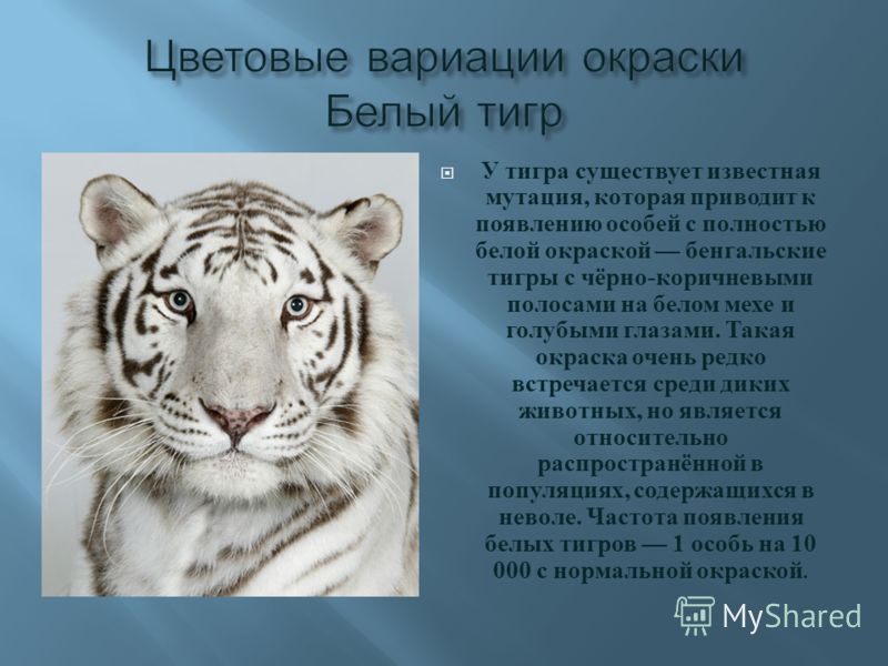 о тиграх доклады