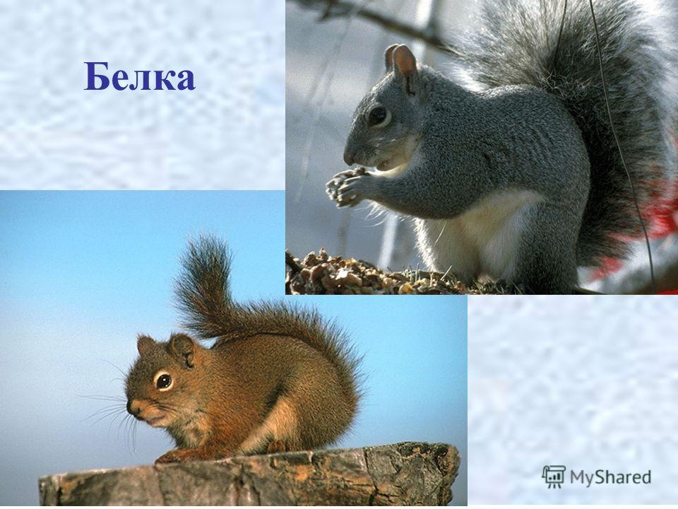 Холодно в лесу караоке