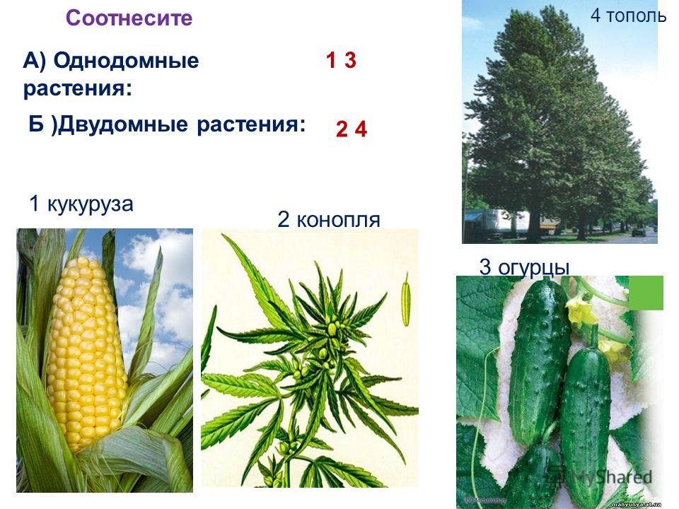 А цветок имеющий только называют А цветок имеющий только называют