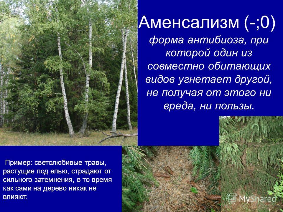 какие паразиты образуют кисты в организме какие паразиты образуют кисты в организме