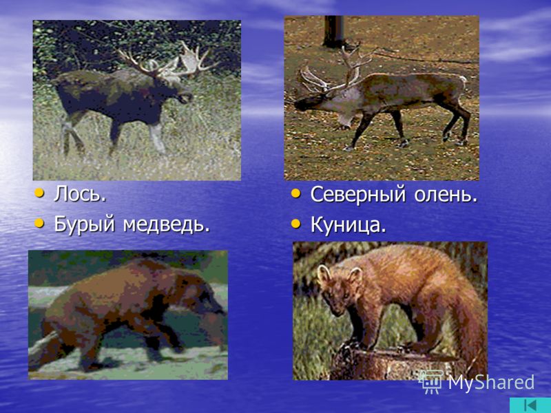 Урок Презентация География 8 Класс Северный Кавказ Бесплатно