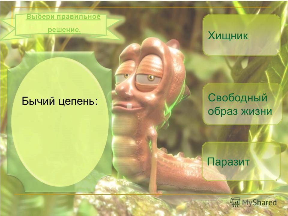 бычий цепень как паразит человека бычий цепень как паразит человека