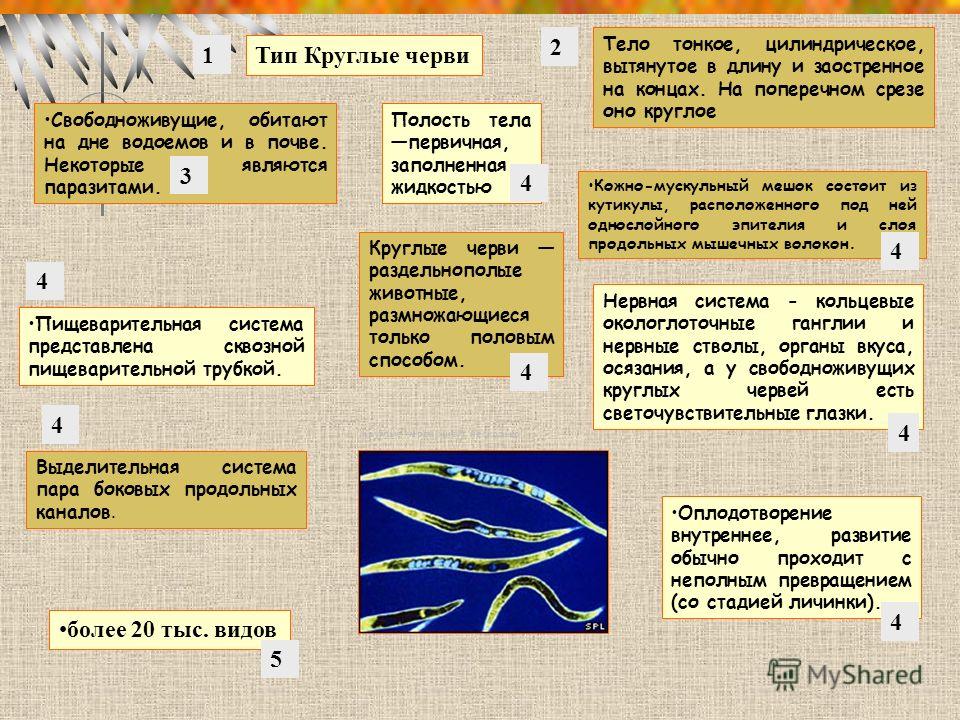 гельминты живущие в желудке человека гельминты живущие в желудке человека