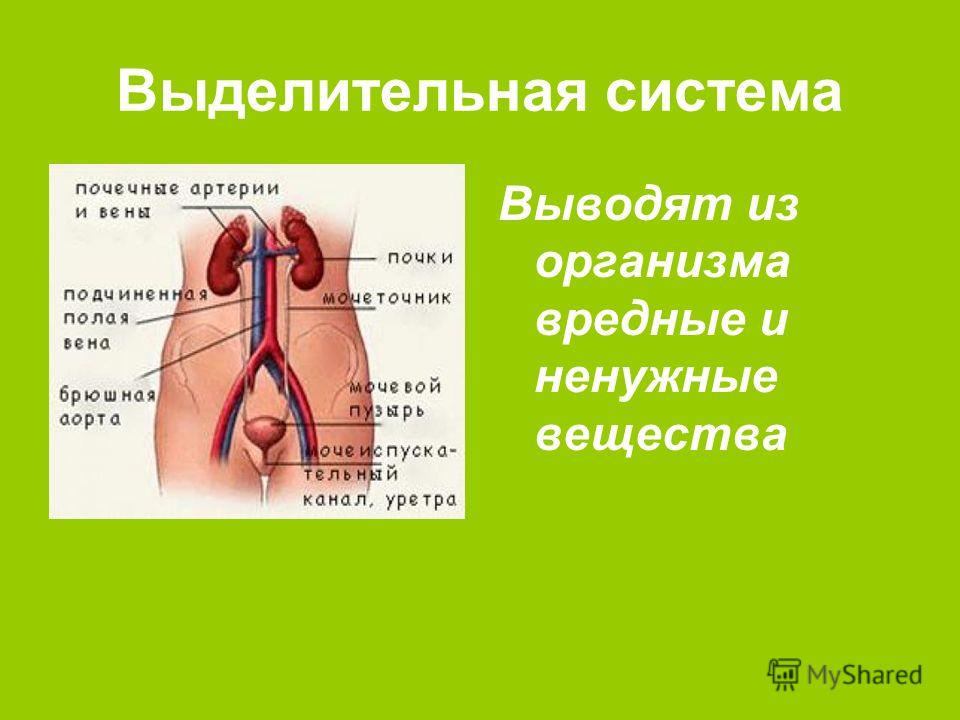 чеснок выводит паразитов из организма чеснок выводит паразитов из организма