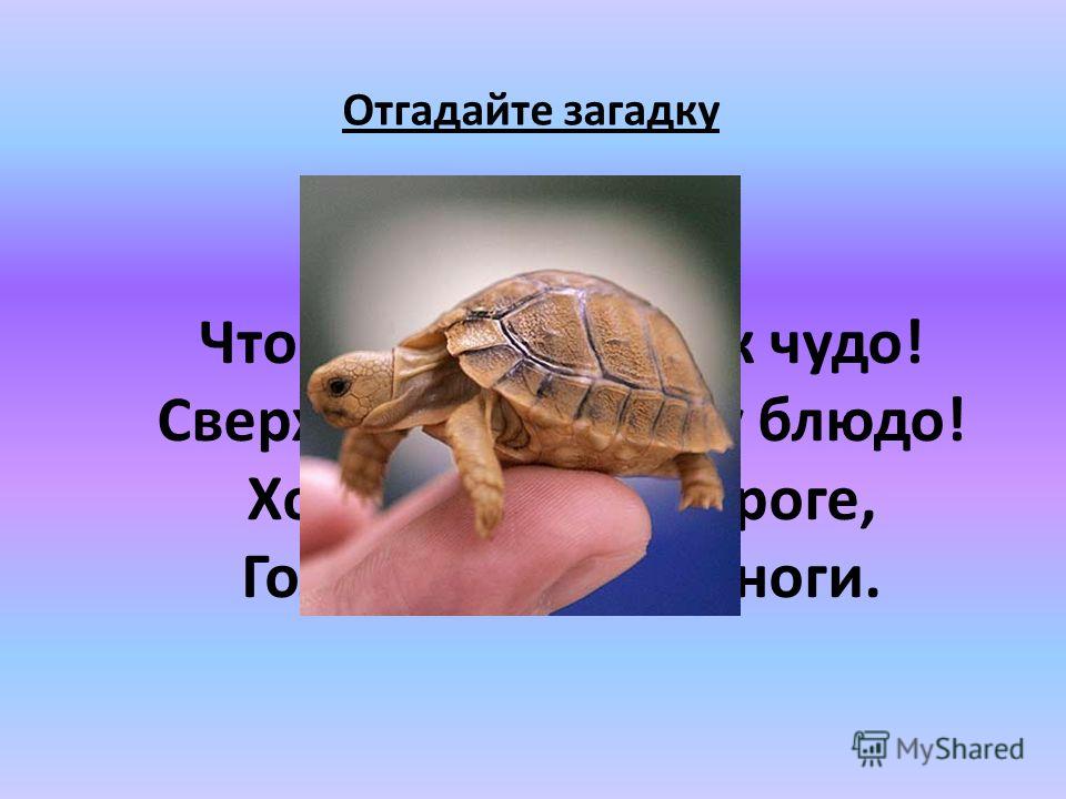 Замороженные опята как приготовить суп