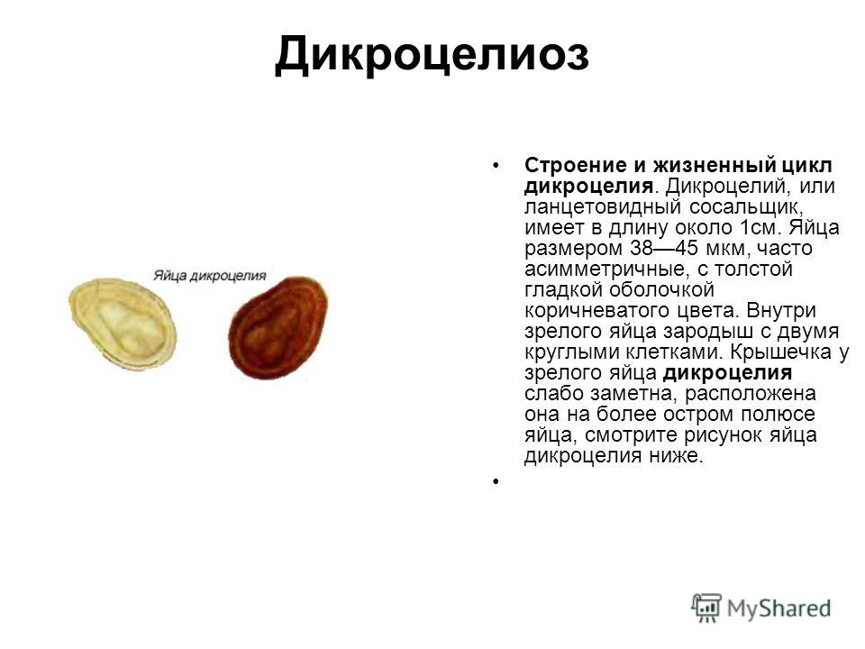 коньяк от паразитов коньяк от паразитов