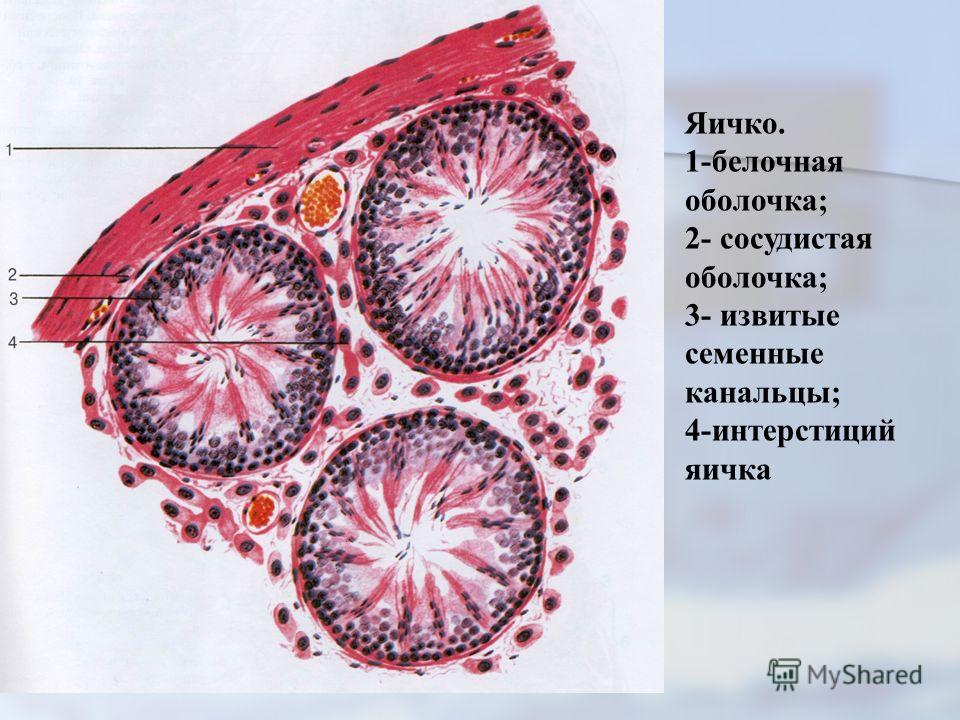 Эрекция проходит во время полового акта Эрекция проходит во время полового акта