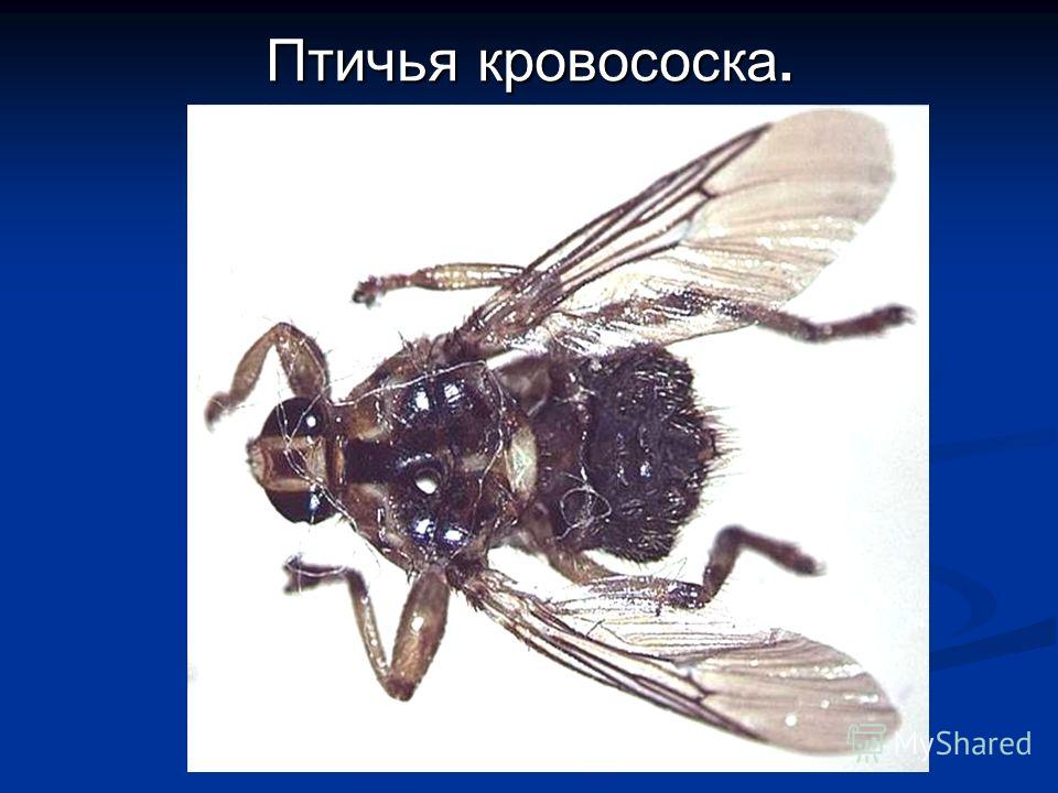 членистоногие паразиты человека членистоногие паразиты человека