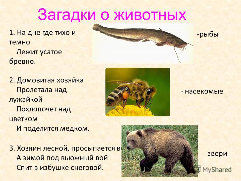 Деревья звери Деревья звери