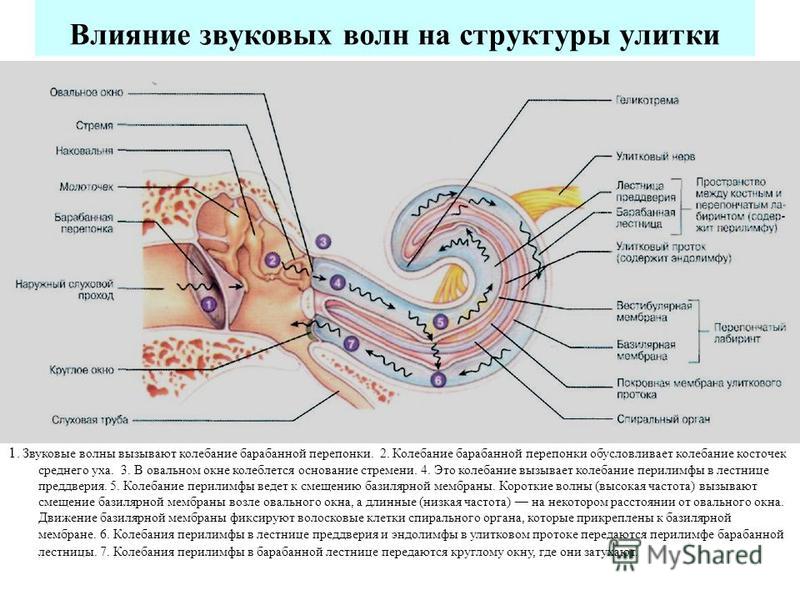 Какой буквой на рисунке обозначен орган переводящий звуковые колебания в электрические импульсы