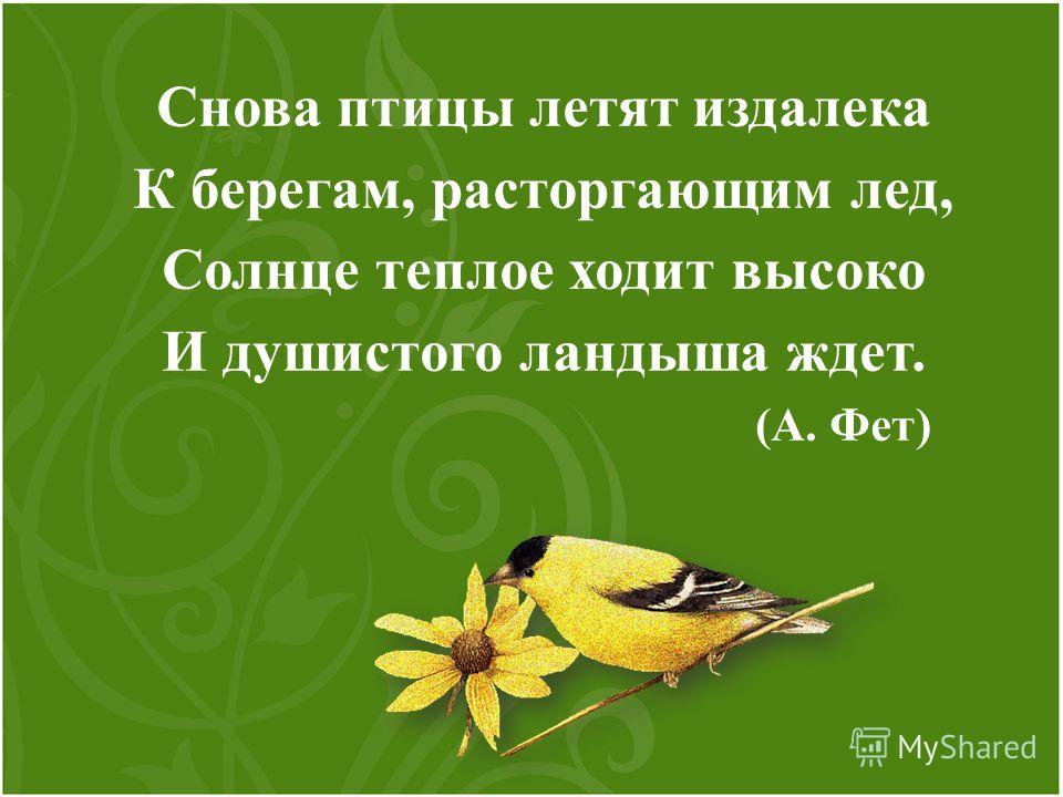 Астафьев стрижонок скрип презентация