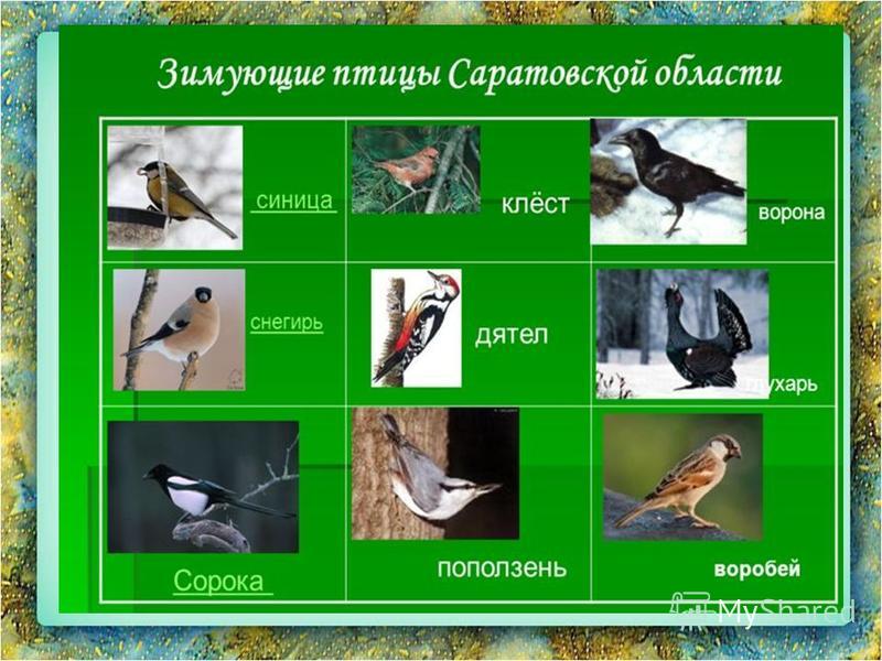 Птицы Саратовской Области Фото С Названиями