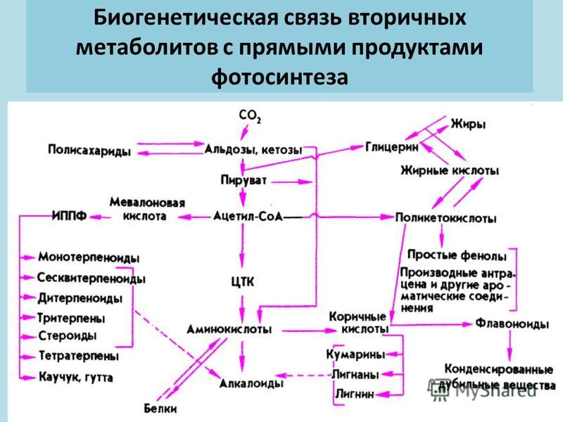 Вторичные метаболиты растений презентация