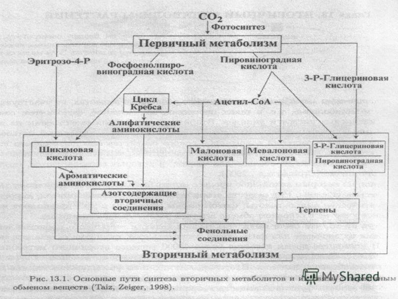 Вторичные метаболиты растений презентация