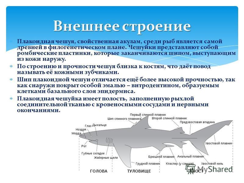 Анальная Проверка На Прочность