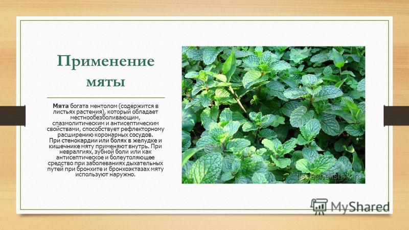Применение мяты Мята богата ментолом (содержится в листьях растения), который обладает местно обезболивающим, спазмолитическим и антисептическим свойствами, способствует рефлекторному расширению коронарных сосудов. При стенокардии или болях в желудке