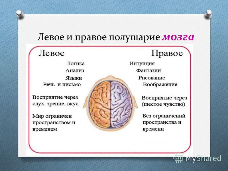 Левое и правое полушарие мозга