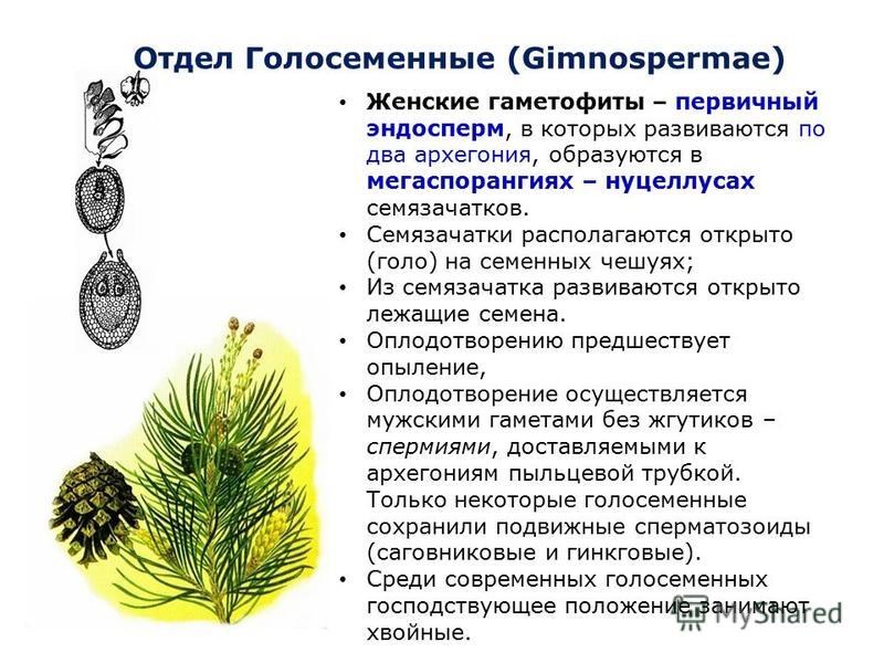 Семенные и Голосеменные растения