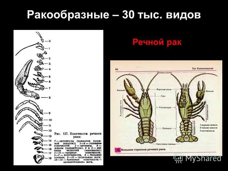 Конечности речного рака рисунок