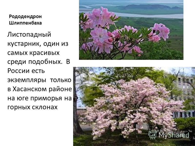 Рододендрон Шлиппенбаха Листопадный кустарник, один из самых красивых среди подобных. В России есть экземпляры только в Хасанском районе на юге приморья на горных склонах