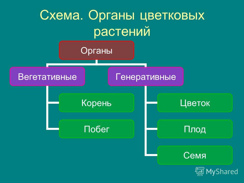 Побег семя цветок плод Побег семя цветок плод