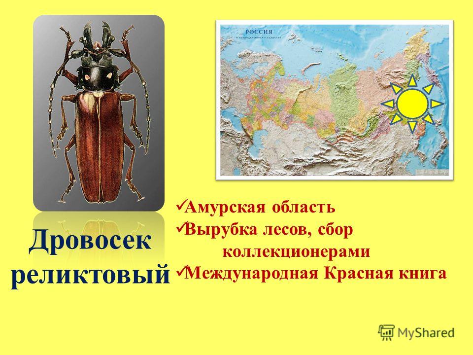 аптечные сборы от паразитов аптечные сборы от паразитов