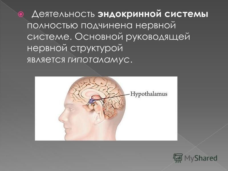 Деятельность эндокринной системы полностью подчинена нервной системе. Основной руководящей нервной структурой является гипоталамус.