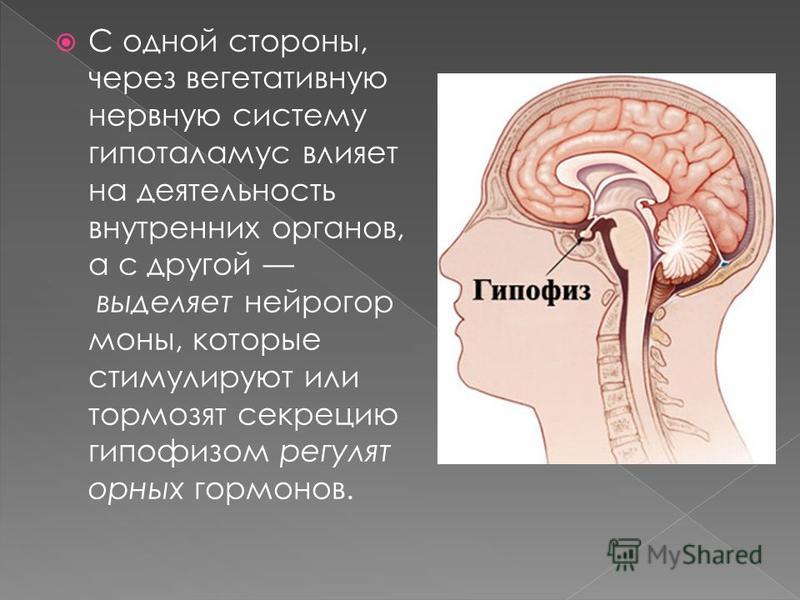 С одной стороны, через вегетативную нервную систему гипоталамус влияет на деятельность внутренних органов, а с другой выделяет нейрогормоны, которые стимулируют или тормозят секрецию гипофизом регуляторных гормонов.
