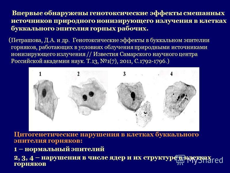 Образцы буккального эпителия