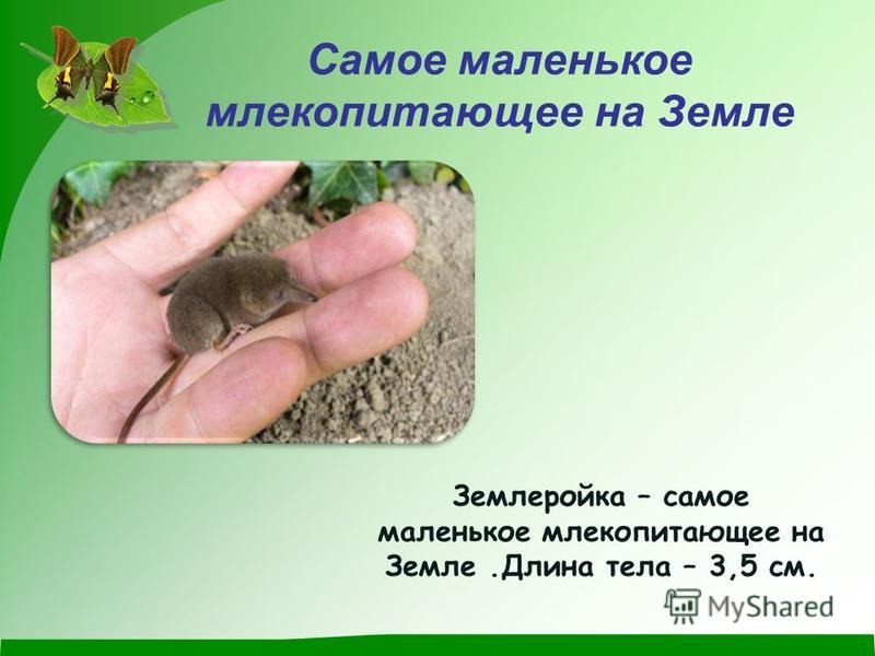Самое маленькое млекопитающее на Земле Землеройка – самое маленькое млекопитающее на Земле.Длина тела – 3,5 см.