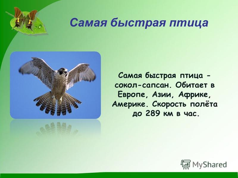 Самая быстрая птица Самая быстрая птица - сокол-сапсан. Обитает в Европе, Азии, Африке, Америке. Скорость полёта до 289 км в час.